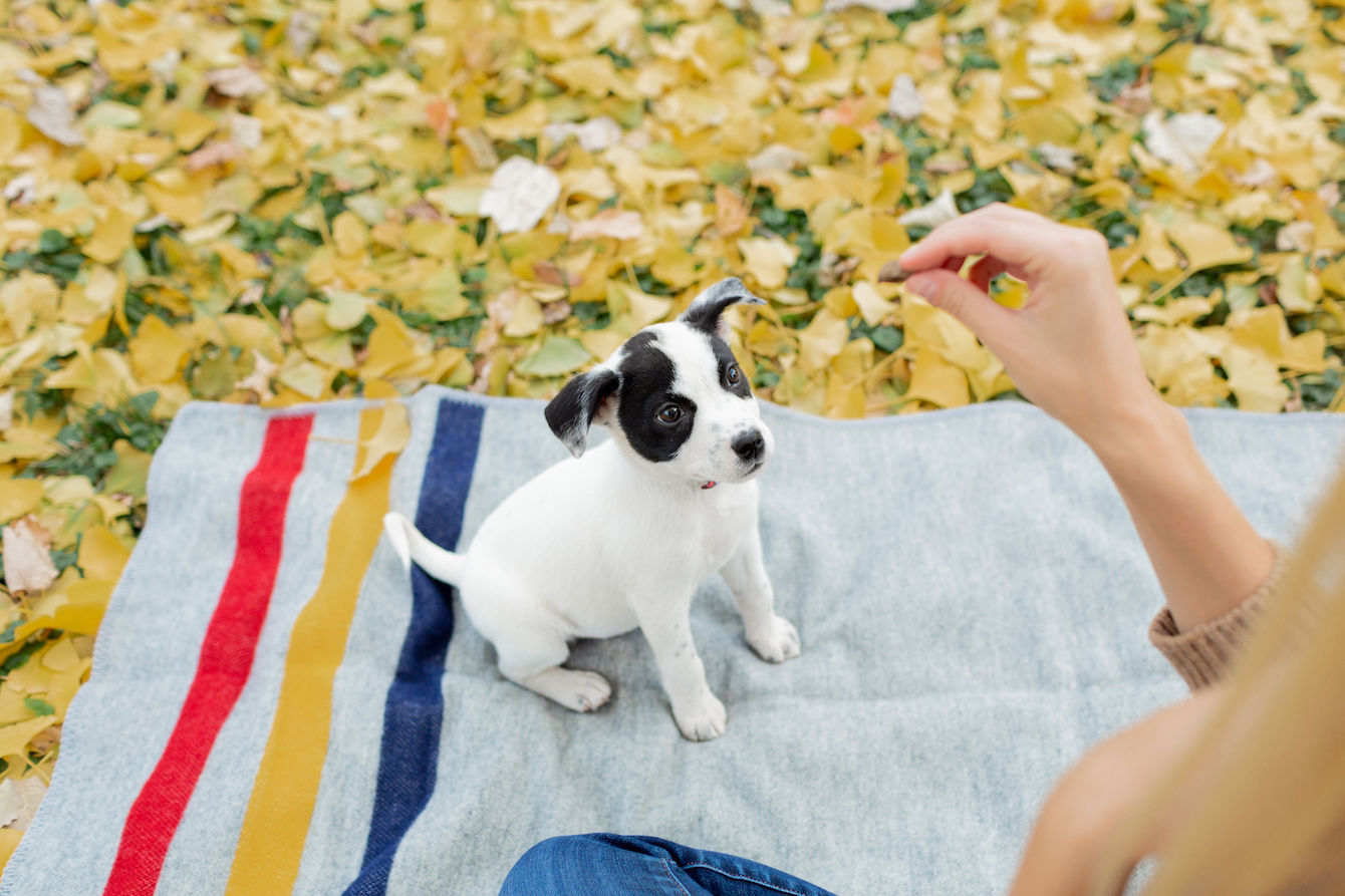 Charmingly Styled Dog 